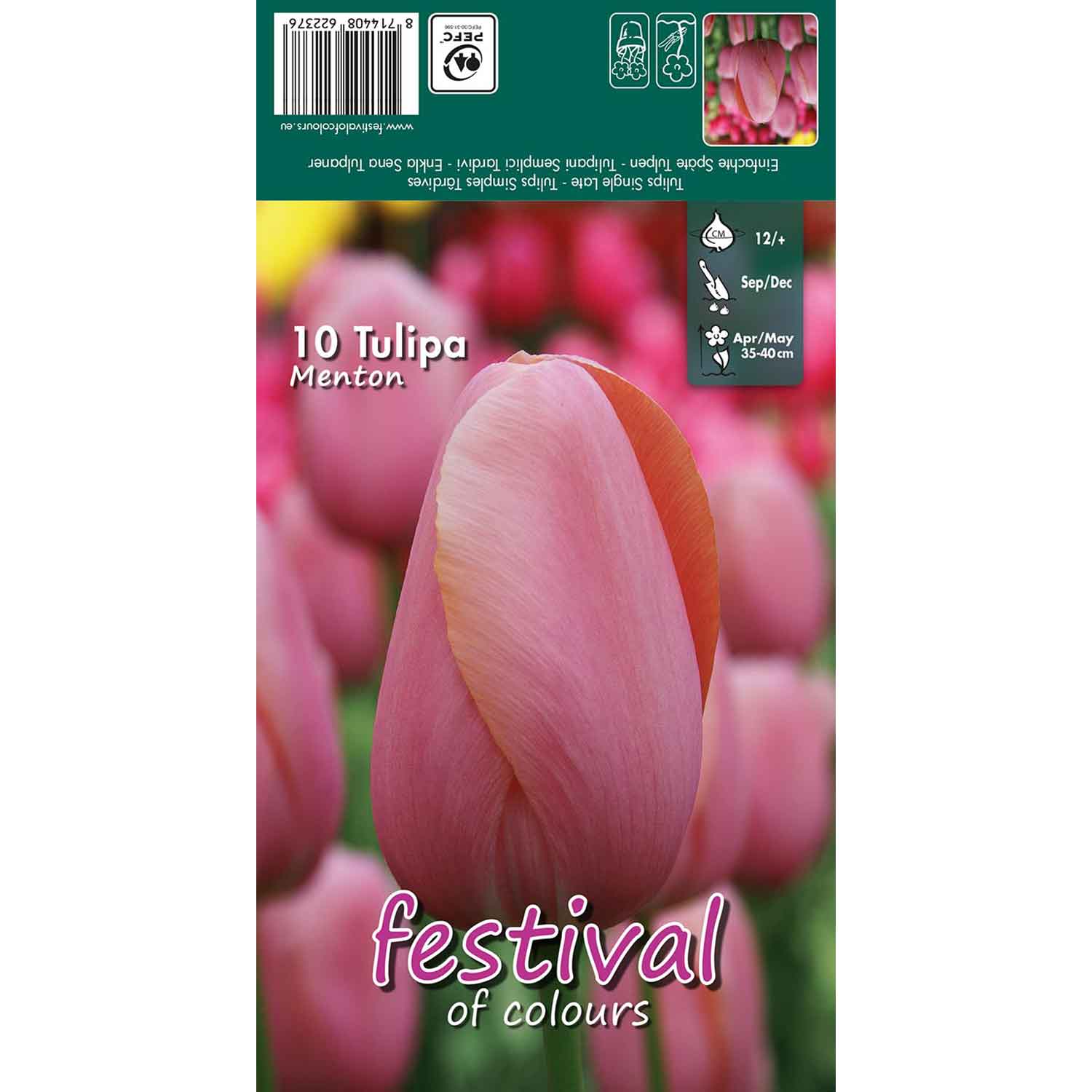 Tulips Menton 12/+ (x12x10) *622376*