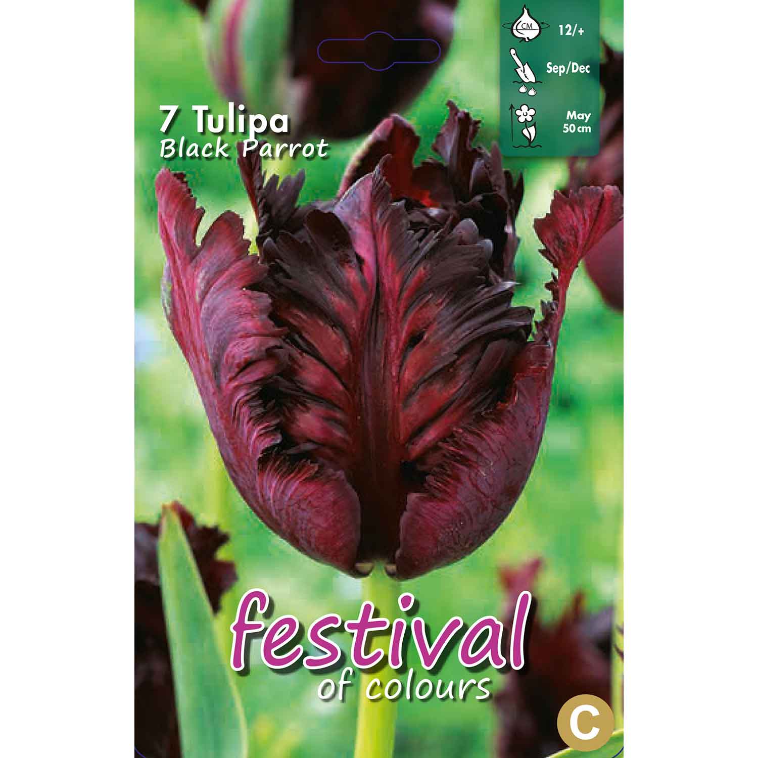 Tulips Black Parrot 12/+ (x12x7) *622765*