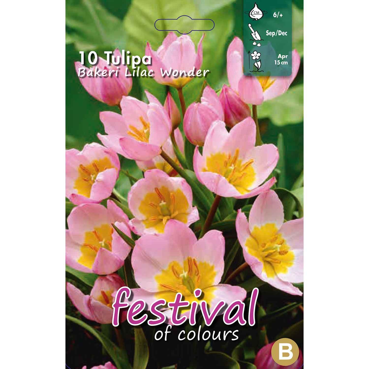 Tulips Bakeri Lilac Wonder 6/+ (x12x10) *622857*