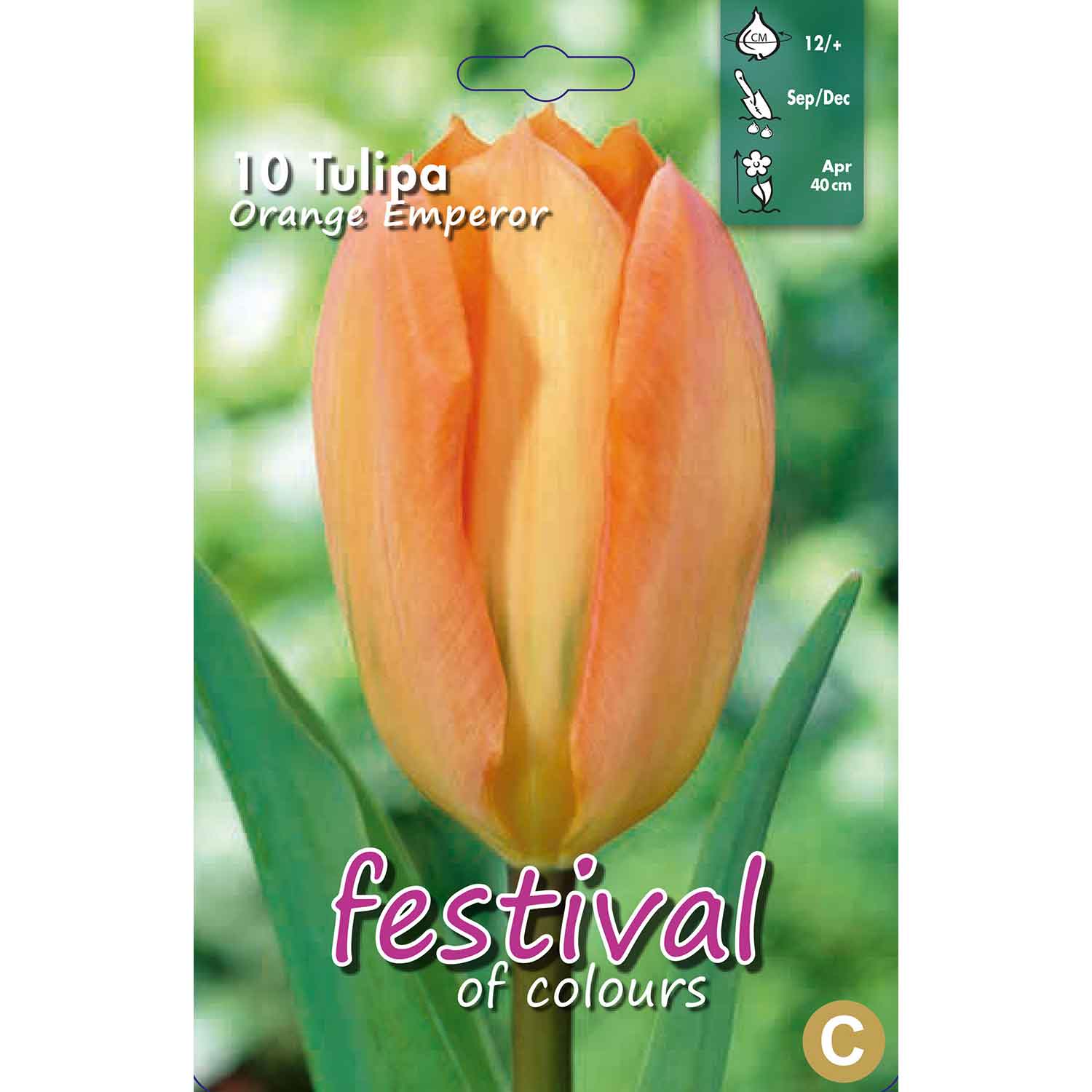 Tulips Orange Emperor 12/+ (x12x10) *623038*