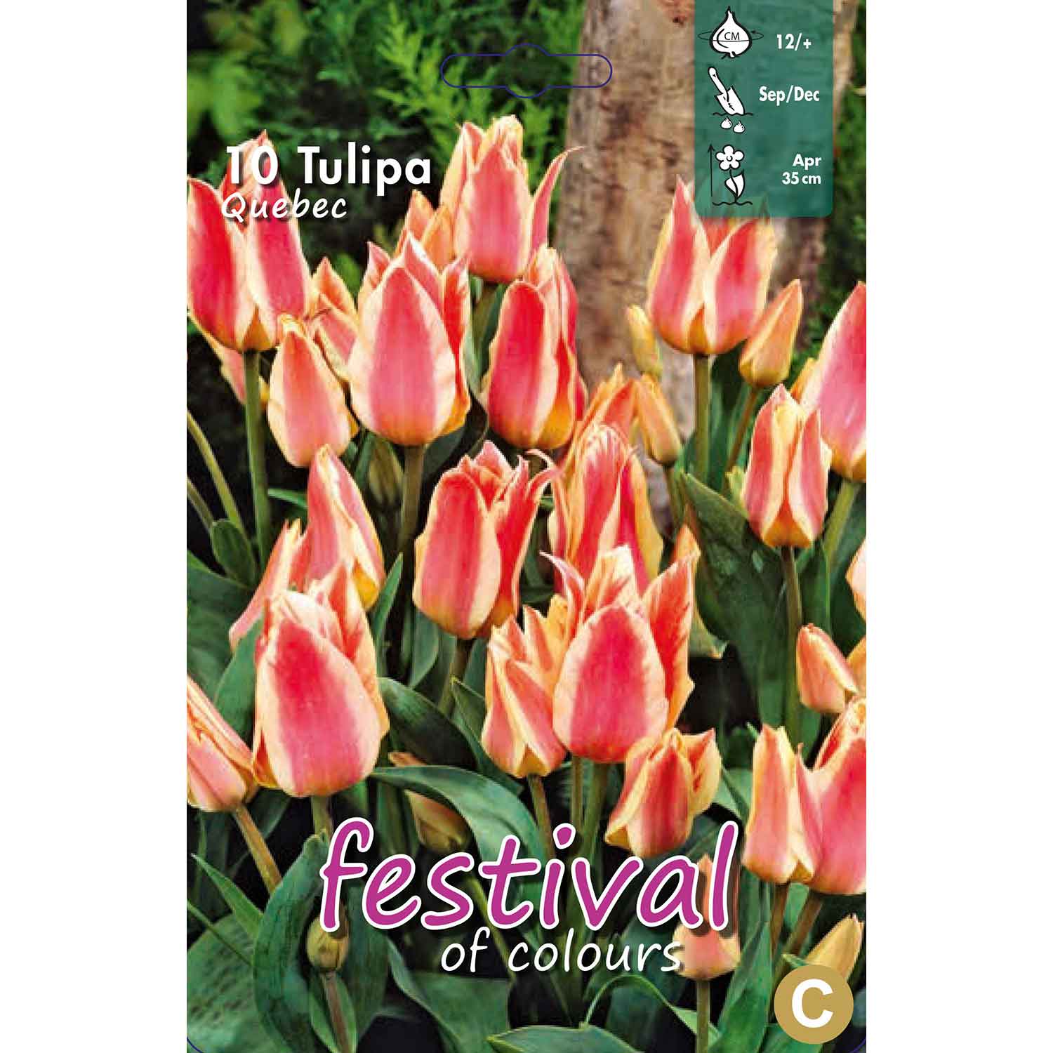 Tulips Quebec 12/+