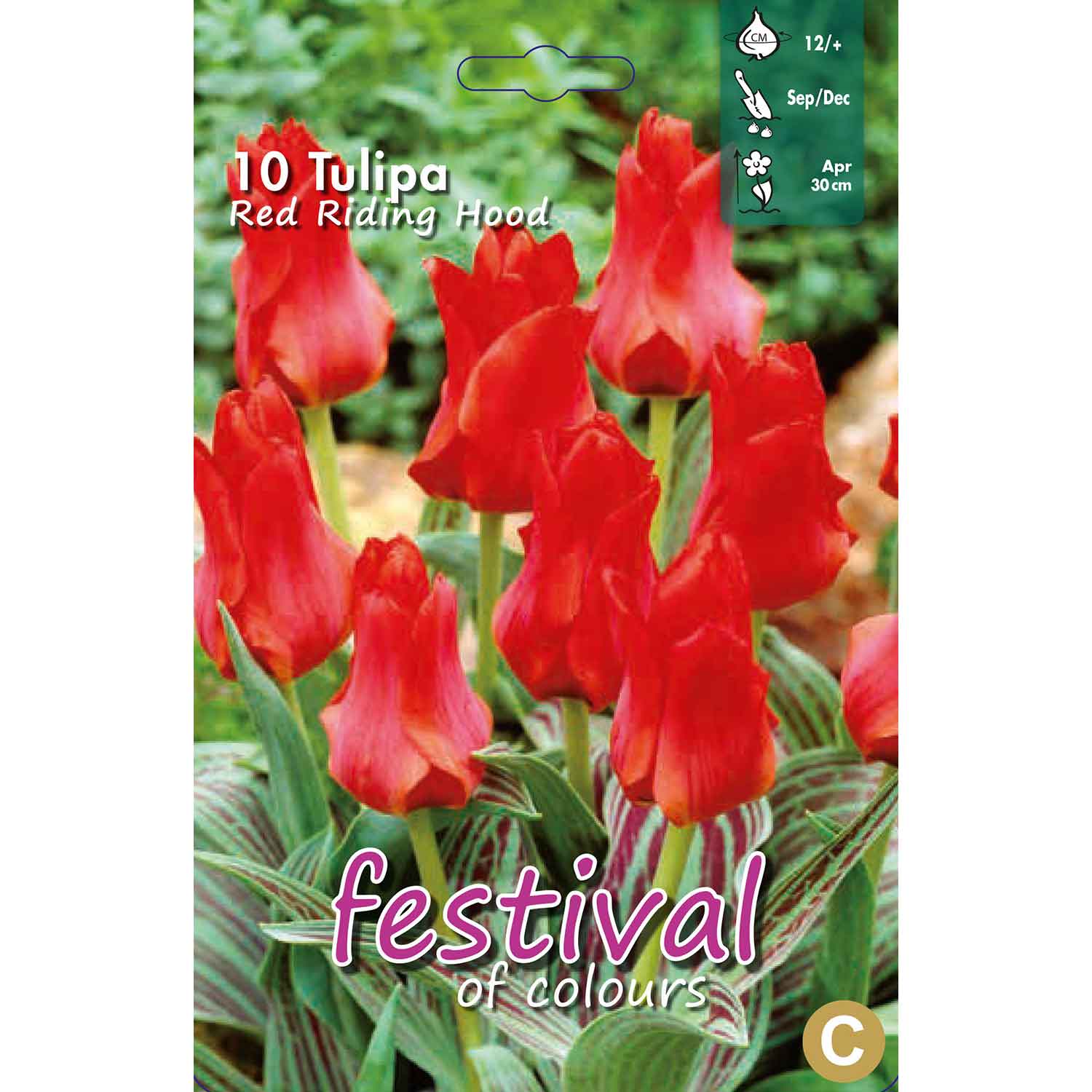 Tulips Red Riding Hood 12/+ (x12x10) *623250*