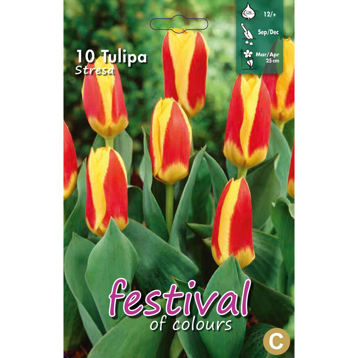 Tulips Stresa 12/+