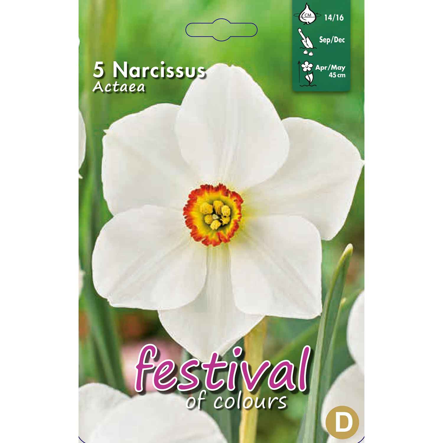 Narcisses Actaea 14/16 (x8x5) *624271*