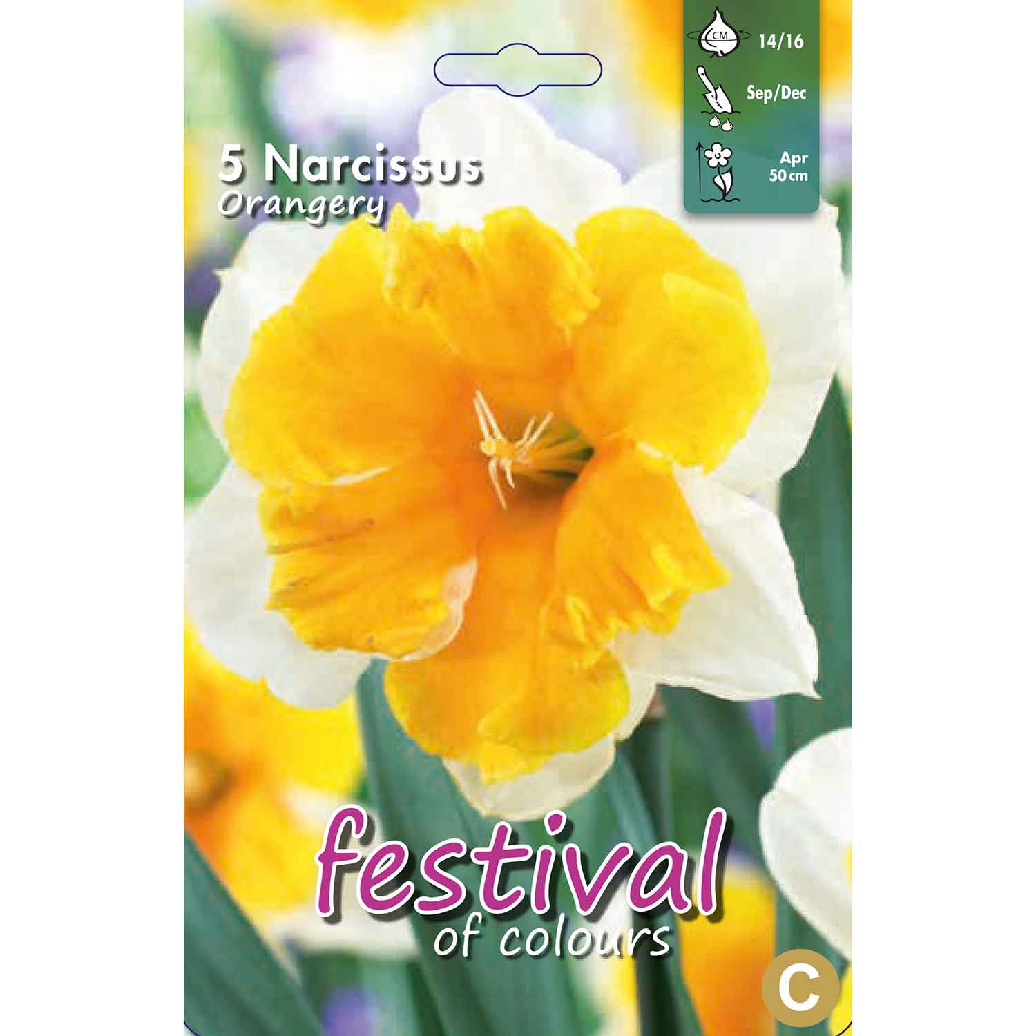 Narcissus Orangeri 14/16