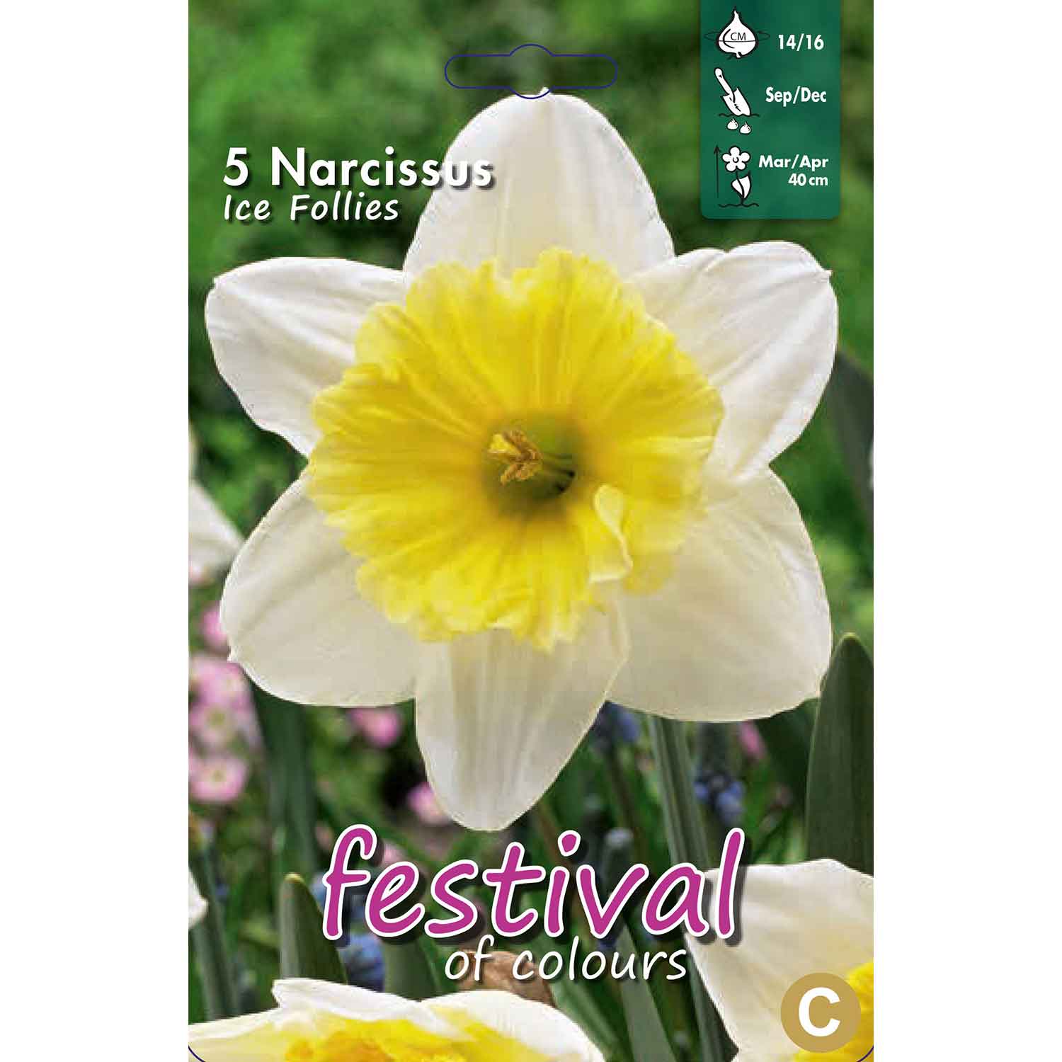 Narcisses Ice Follies 14/16 (x8x5) *624455*