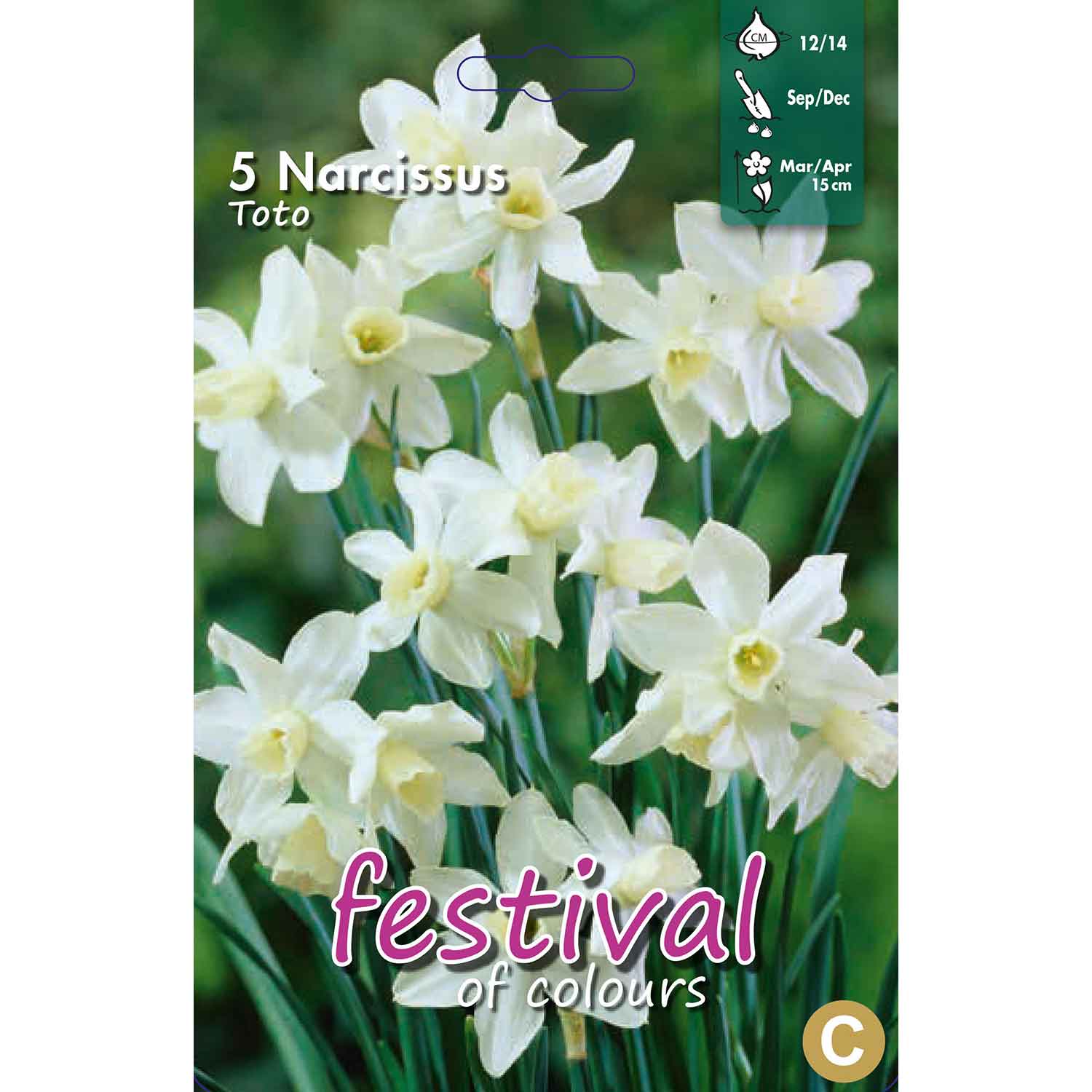 Daffodil bulbs - Narcissus Toto 12/14