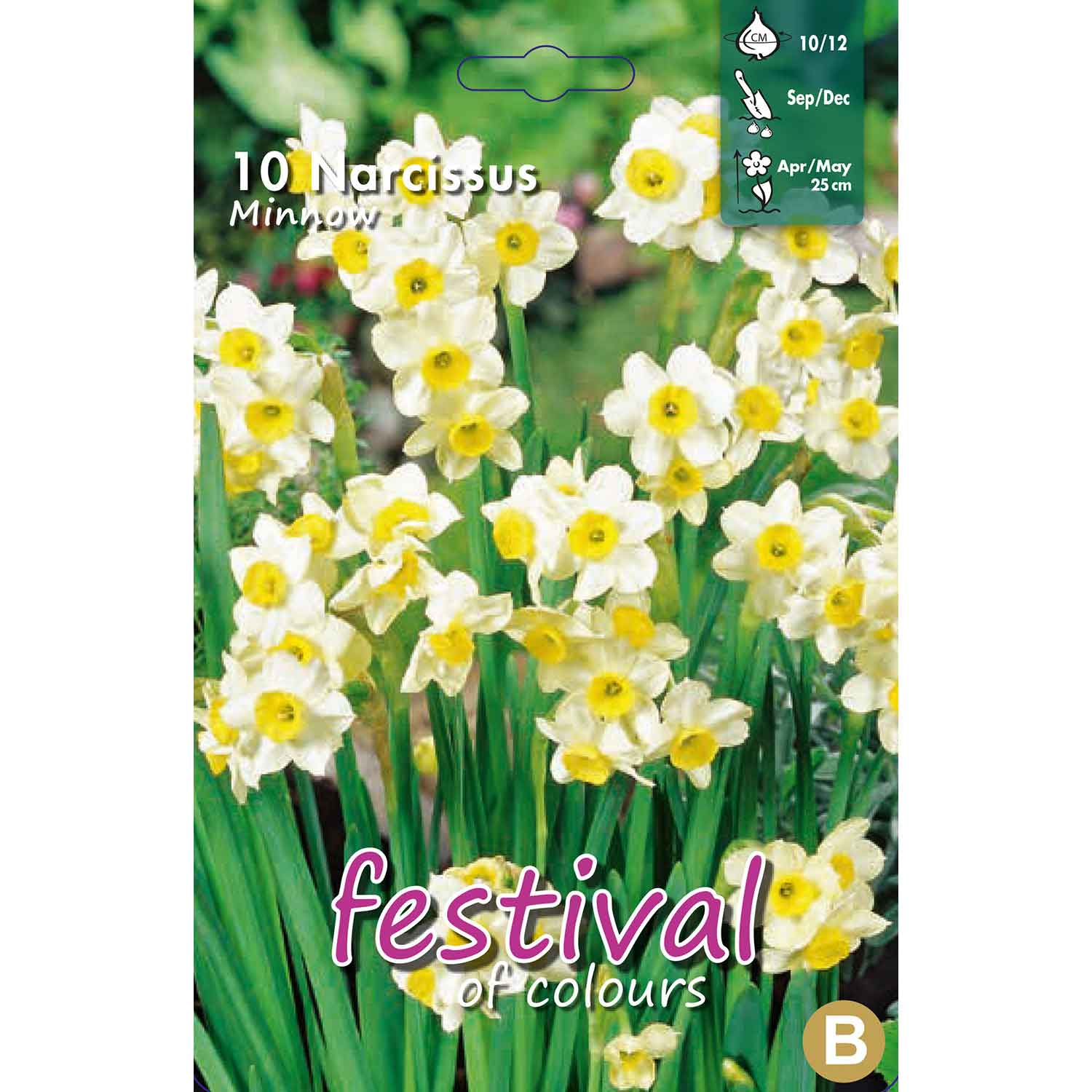 Daffodil Bulbs - Narcissus Minnow 10/12