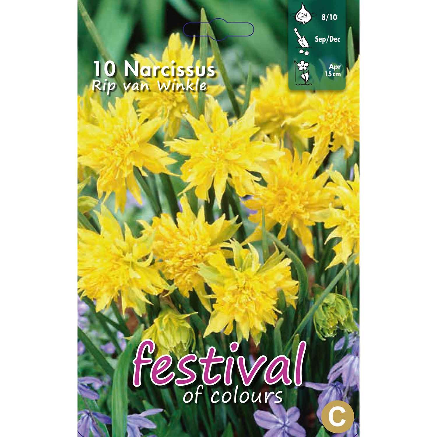 Daffodil - Narcissus Rip van Winkle 8/10