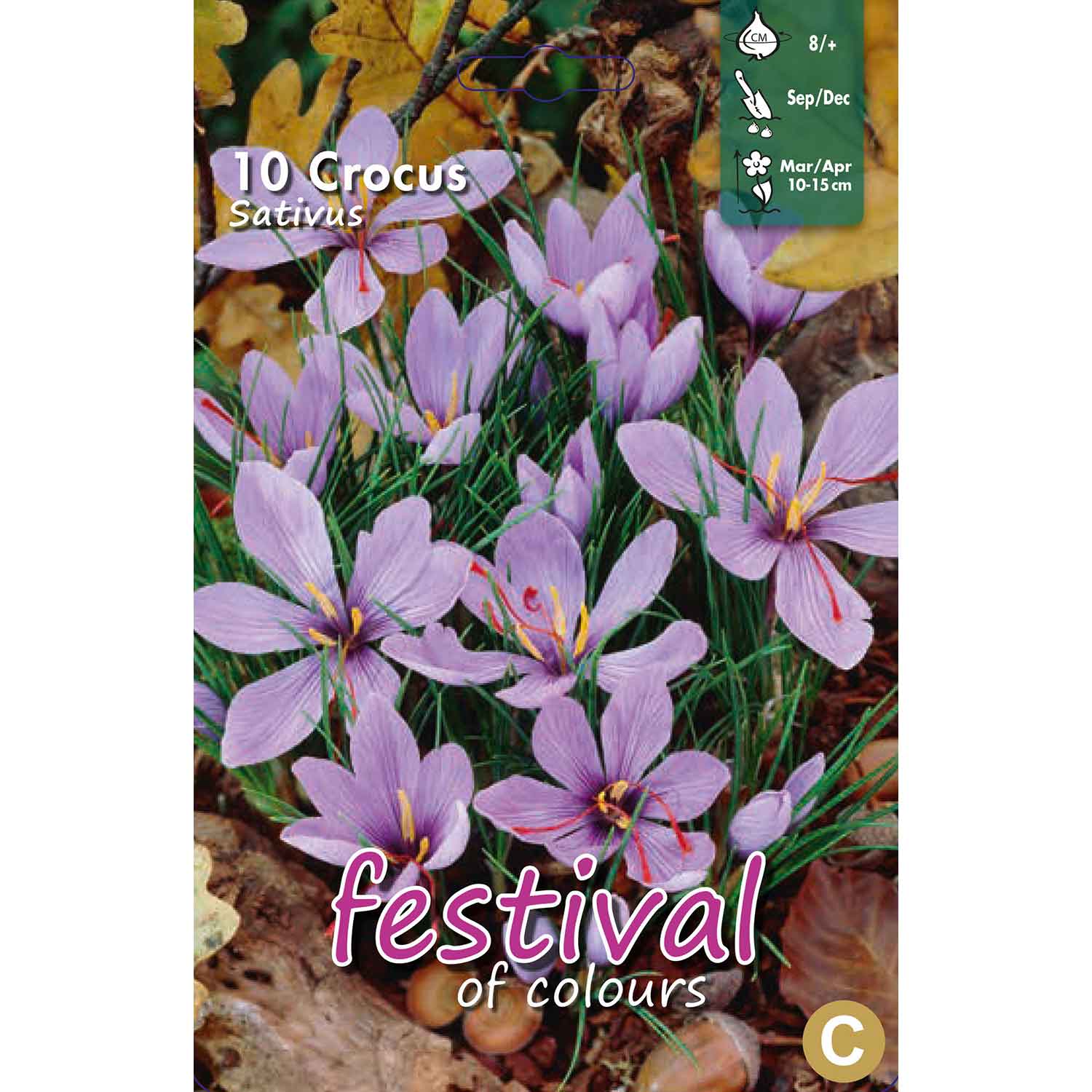 Crocus Sativus 8/+ (x12x10) *625131*