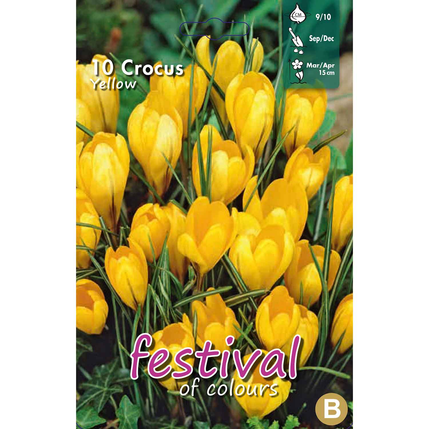 Crocus Yellow 9/10 (x12x10) *625254*