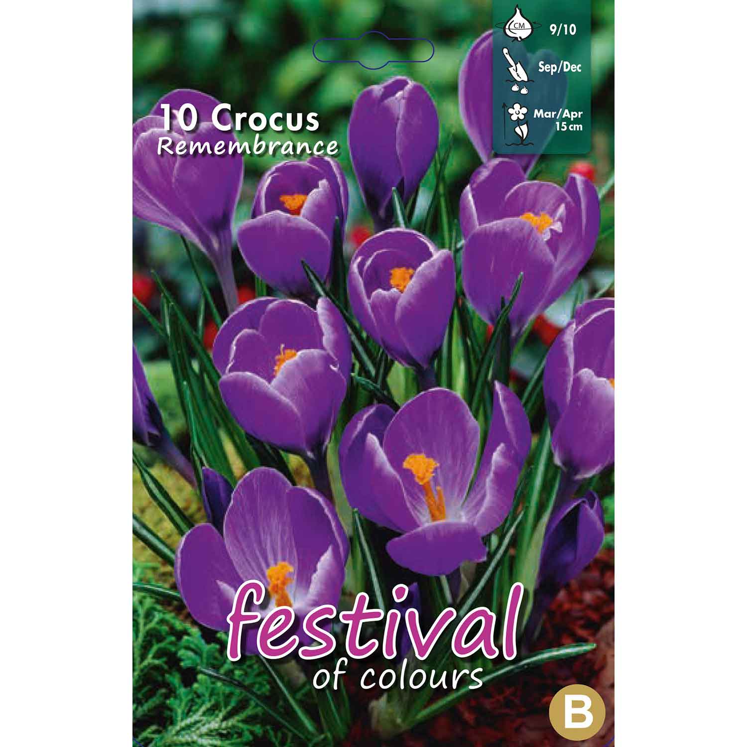 Crocus Remembrance 9/10 (x12x10) *625377*