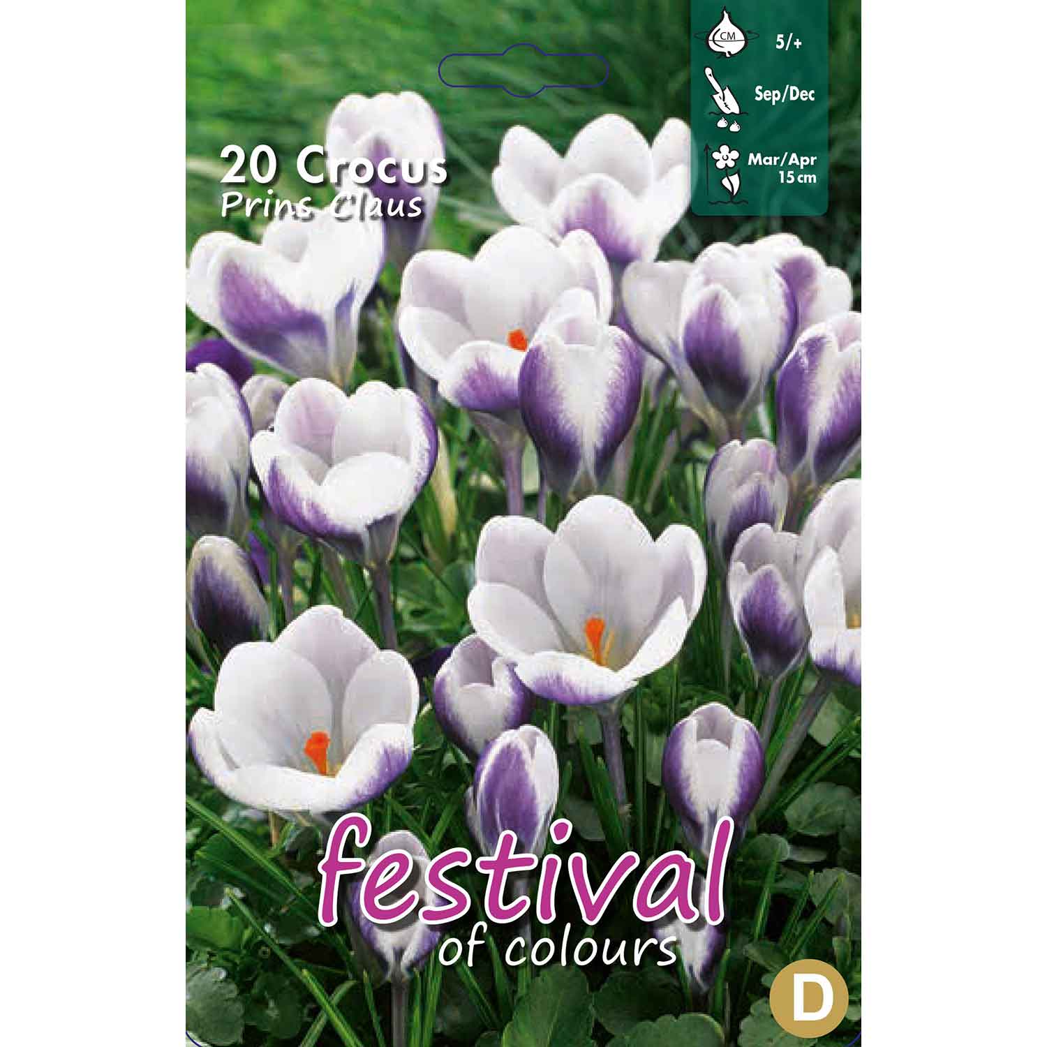 Crocus Prins Claus 5/+ (x12x15) *625469*