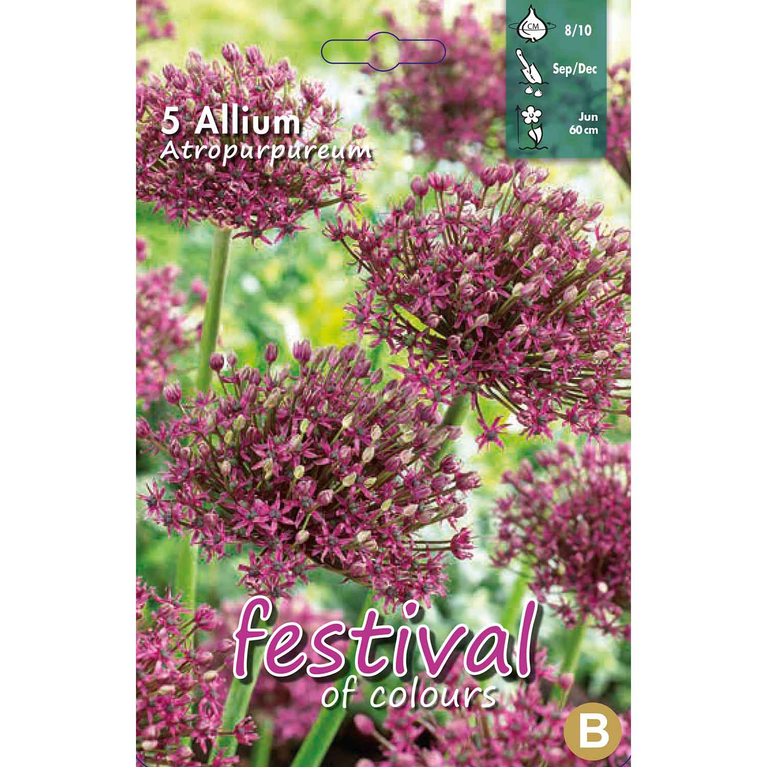 Allium Atropurpureum 8/10 (x12x5) *627234*