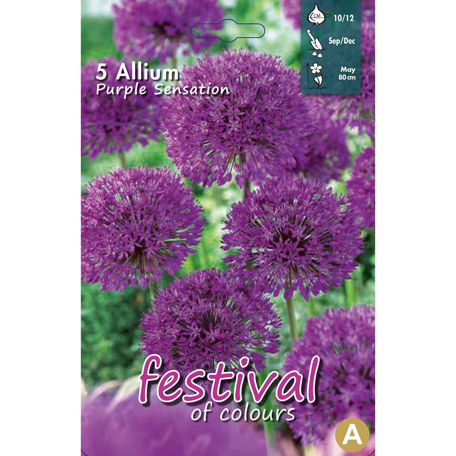 Allium Purple Sensation 10/12 (x12x5) *627302*