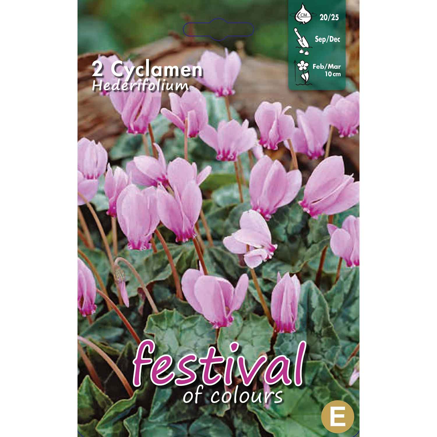 Alpeviol - Cyclamen hederifolium 20/25