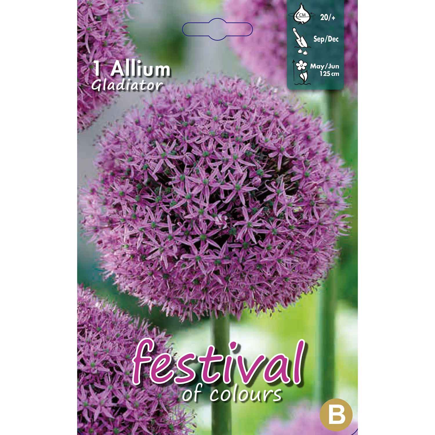 Ornamental onion - Allium Gladiator 20/+ - 3 pcs.