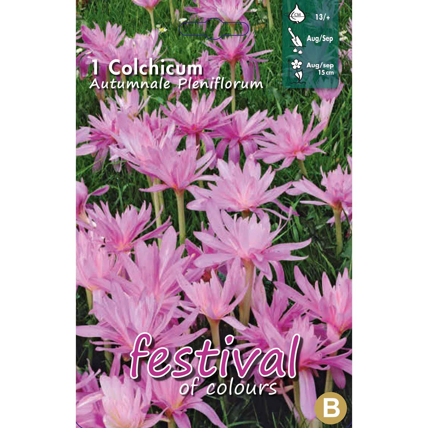 Colchicum Aut. Pleniflorum 13/+