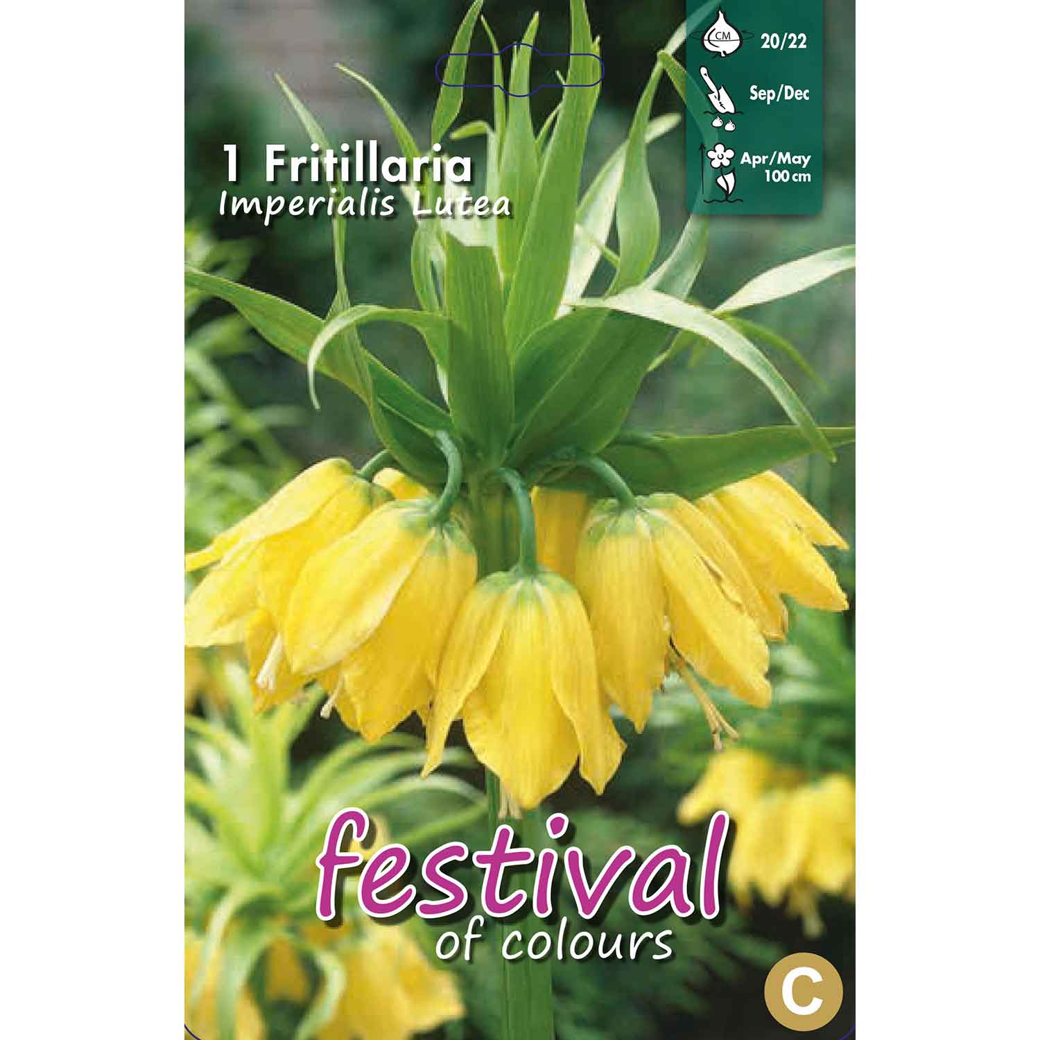 Imperial Crown - Fritillaria Lutea 20/22