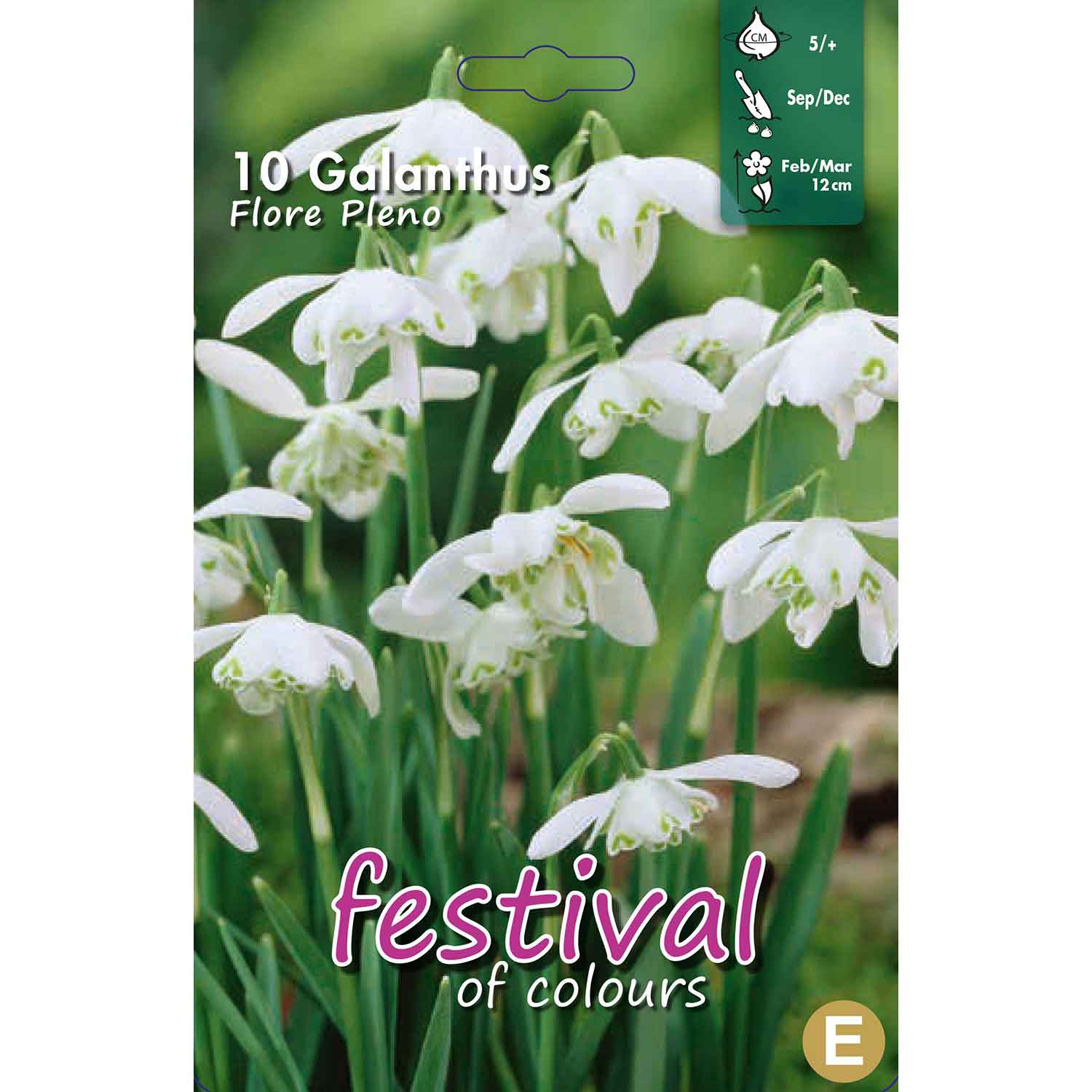 Galanthus Flore Pleno 5/6 (x12x10) *627746*