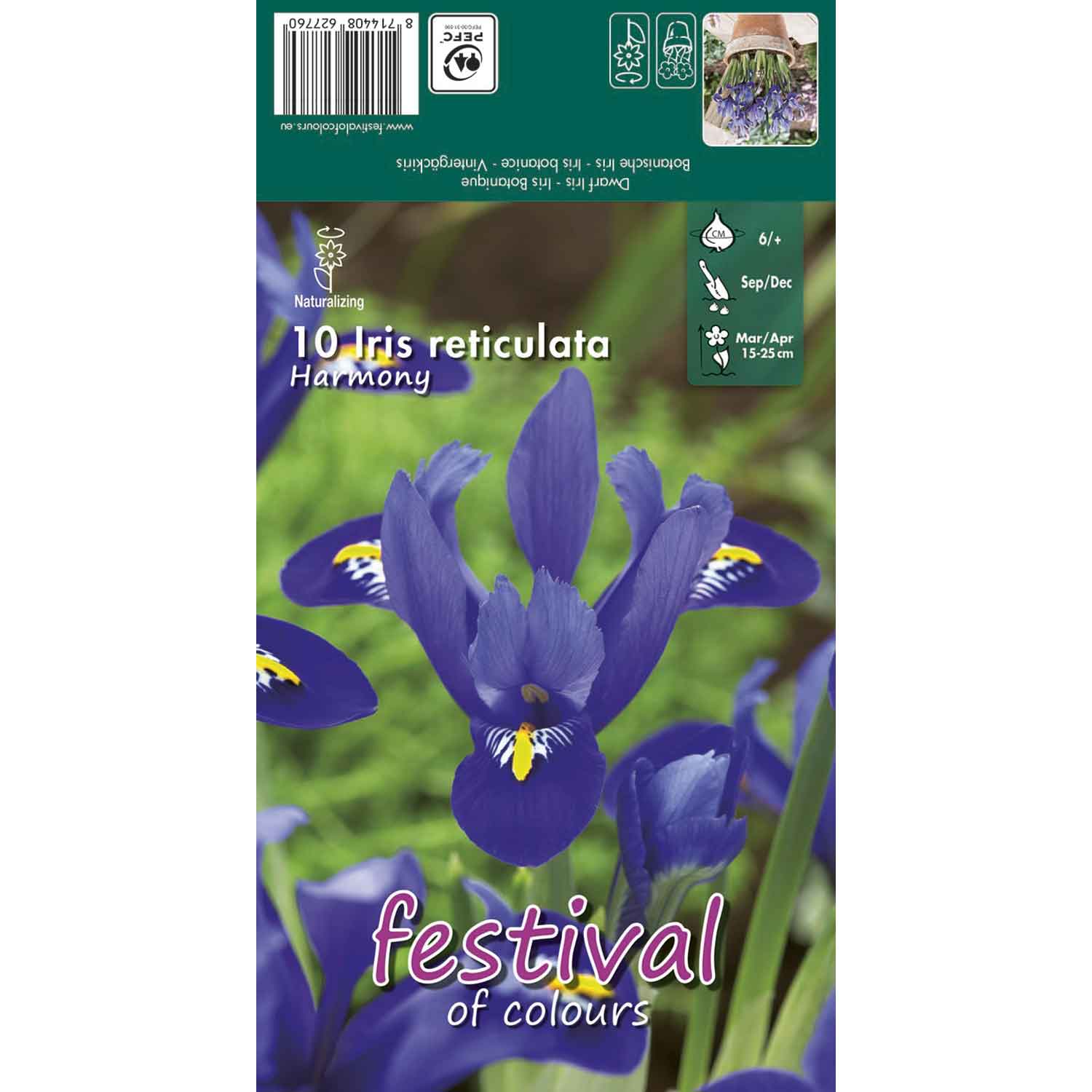 Dværgiris - Iris reticulata Harmony 6/+