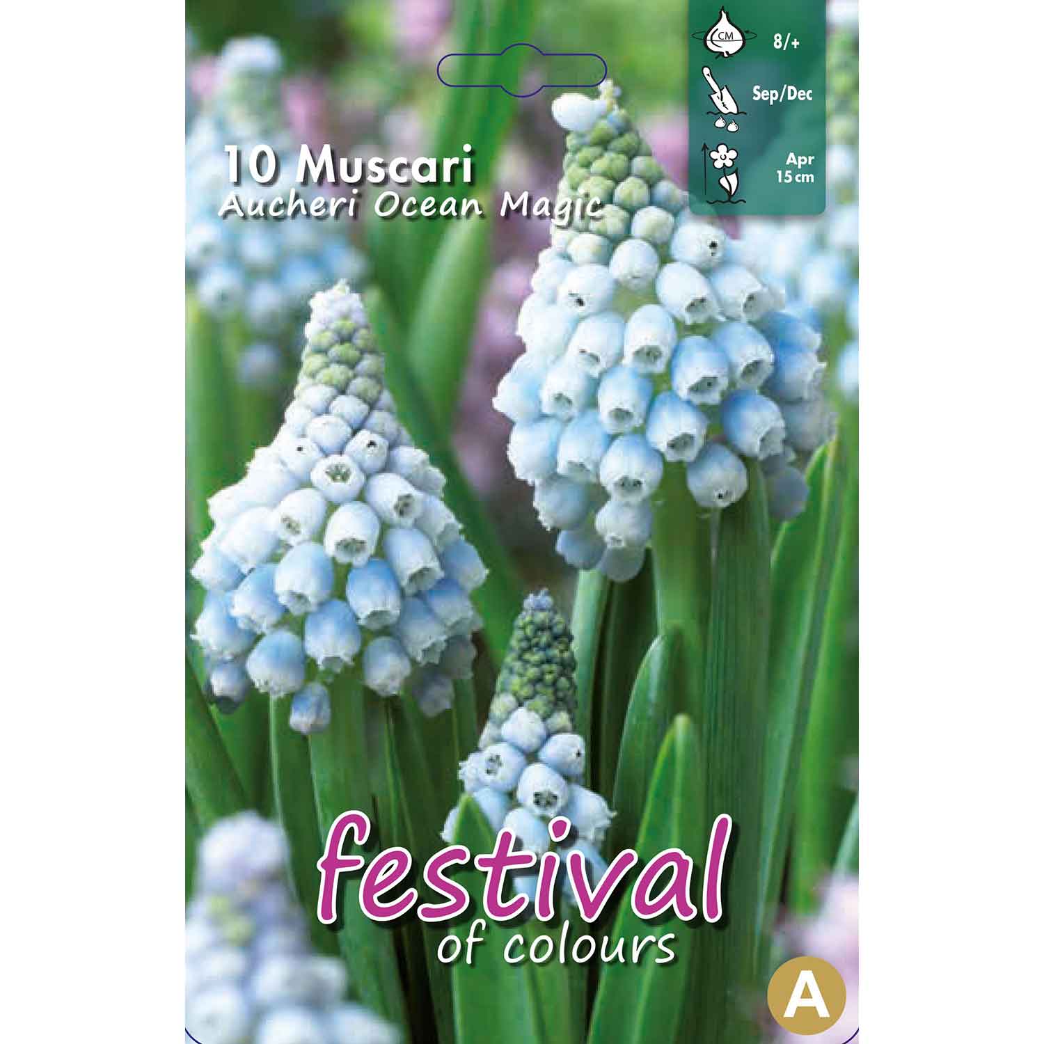 Muscari Ocean Magic 8/+ (x12x10) *627876*