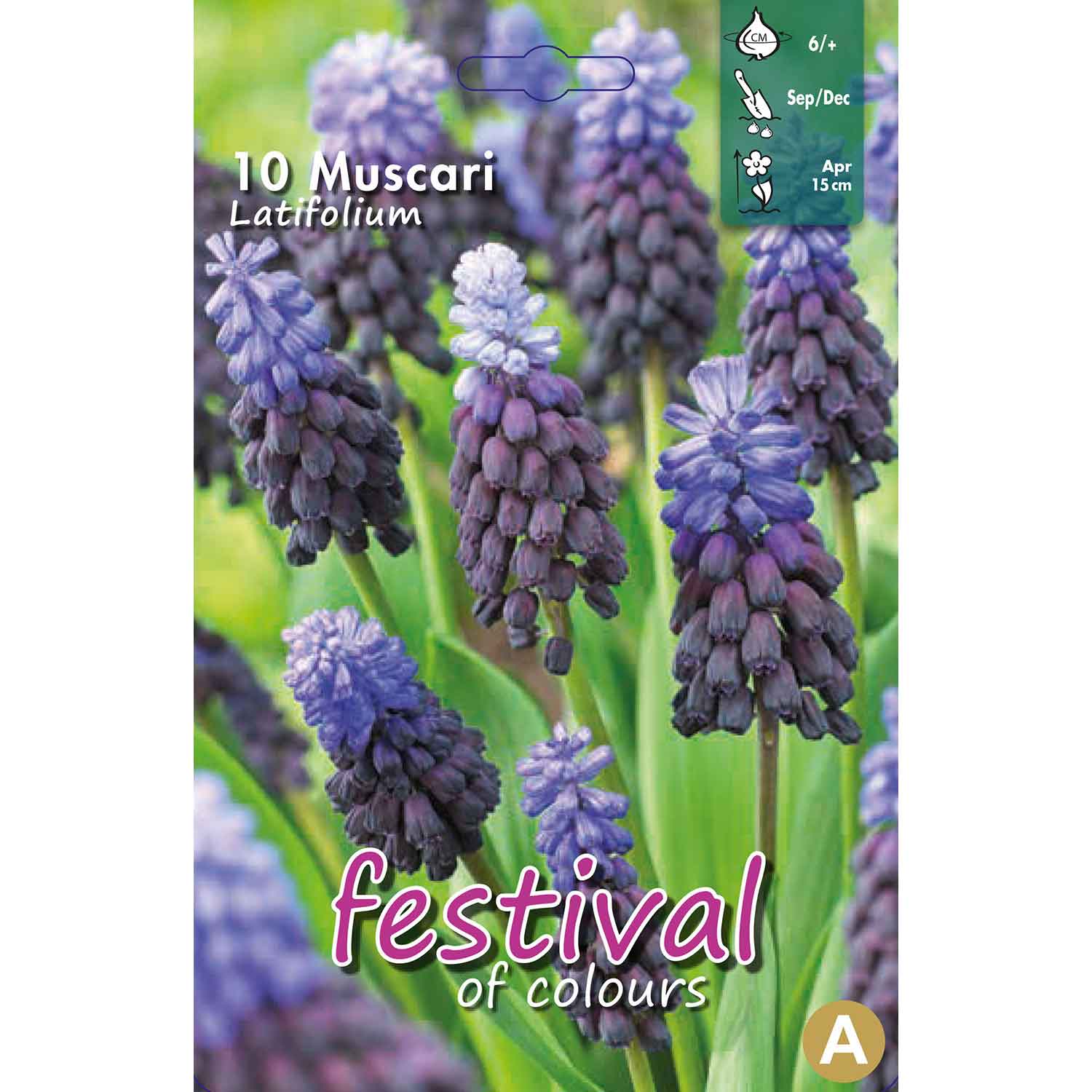 Muscari Latifolium 6/+ (x12x10) *627937*