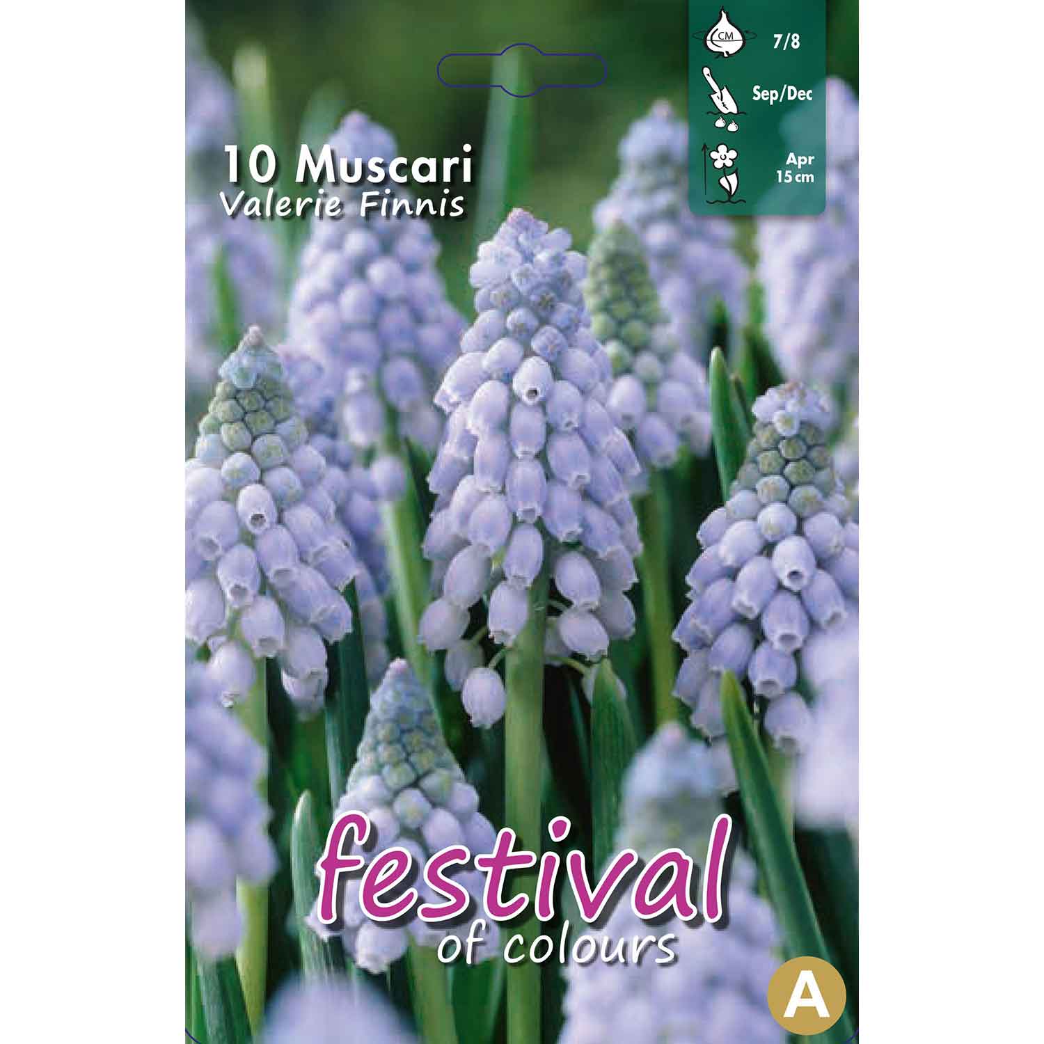 Muscari Valerie Finnis 7/8 (x12x10) *627968*