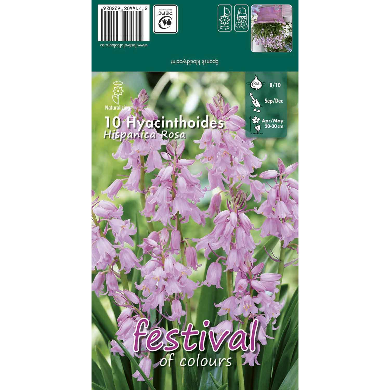 Hyacinthoides Hisp. Rosa 8/10 (x12x10) *628026*