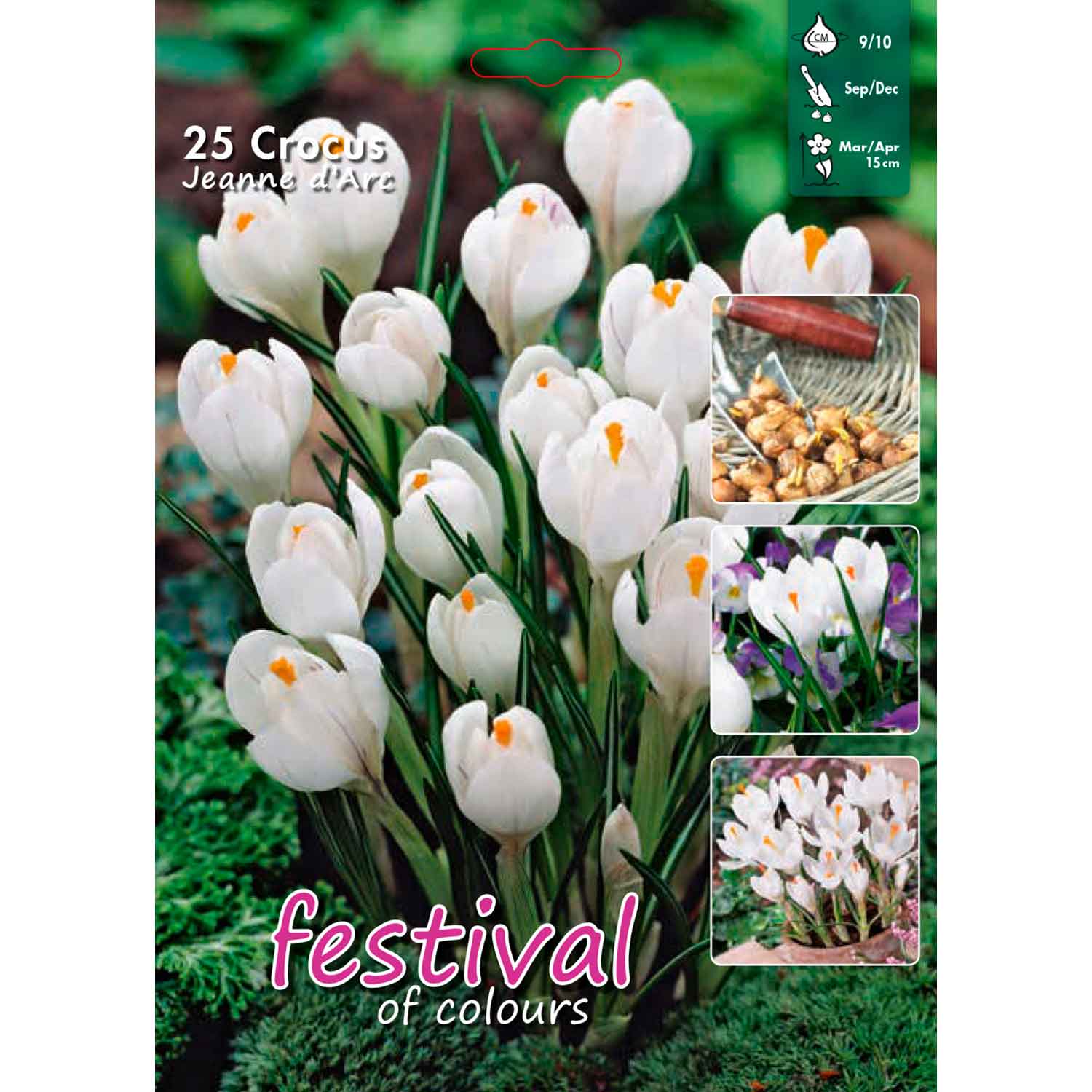 Crocus - Crocus Jeanne d'Arc 9/10 large bag