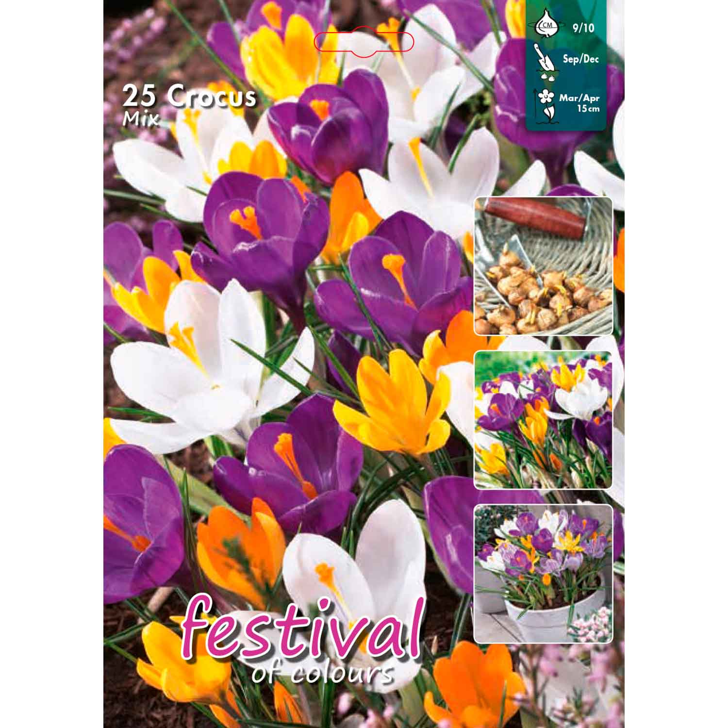 Crocus Mixed 9/10