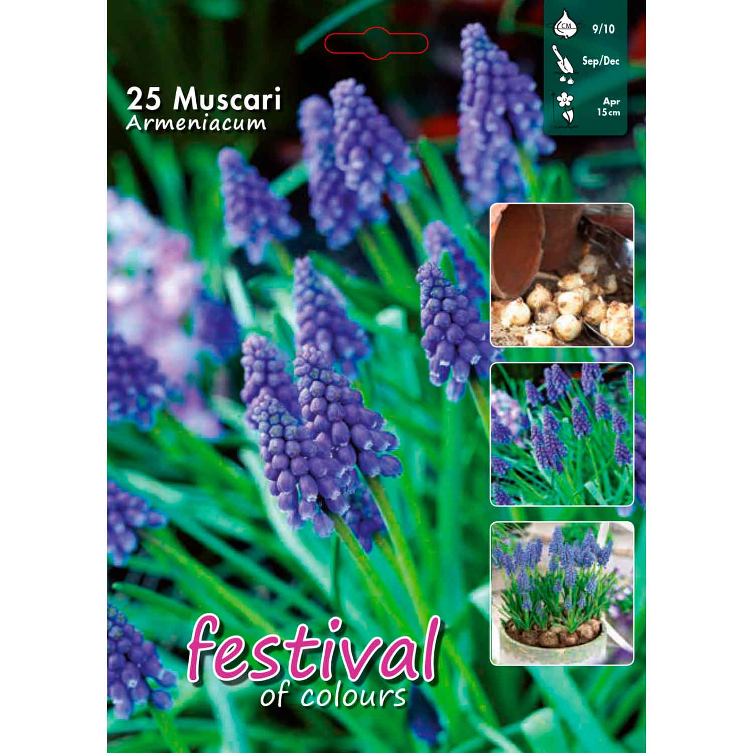 Pearl Hyacinth - Muscari Armeniacum 9/10 - stor väska