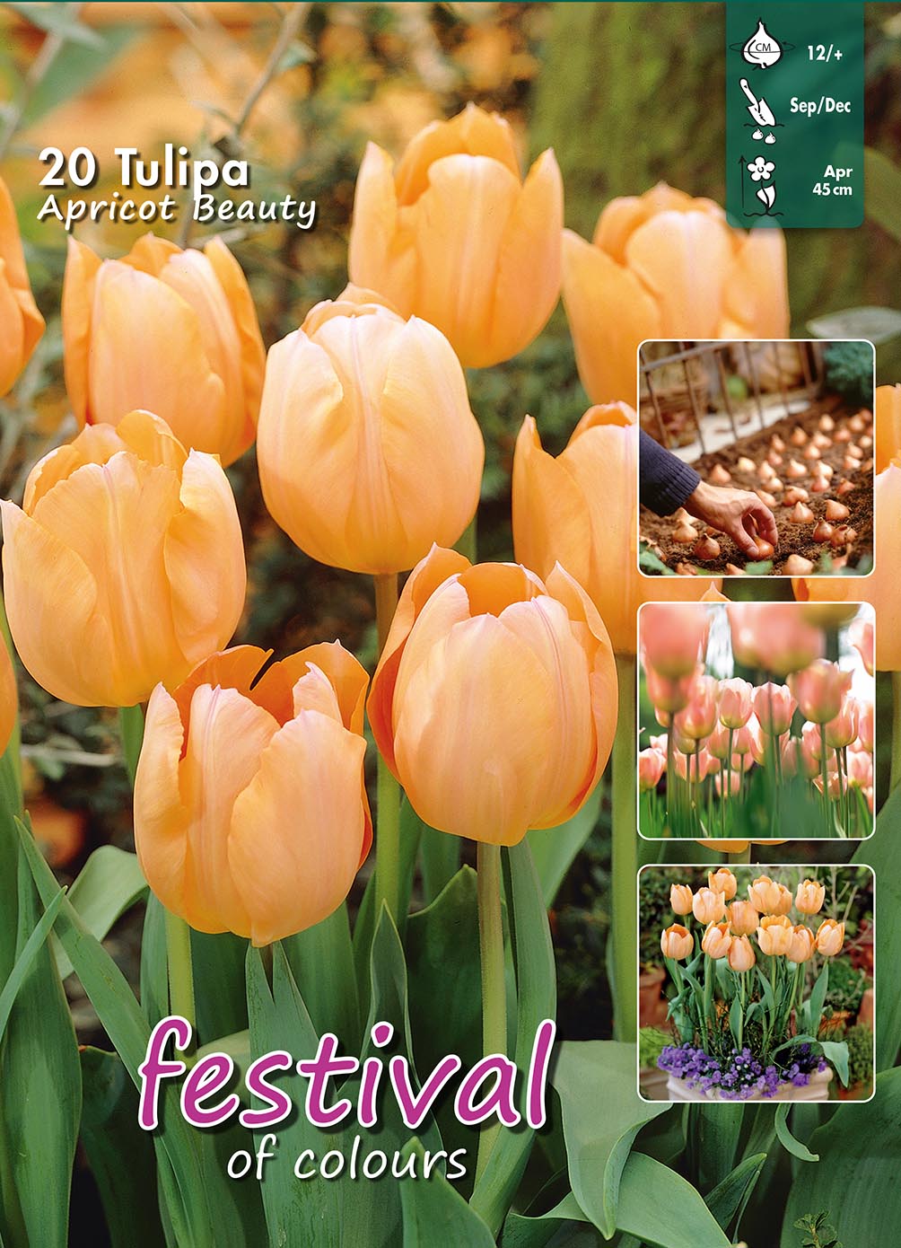 Tulips Apricot Beauty 12/+ Big bag