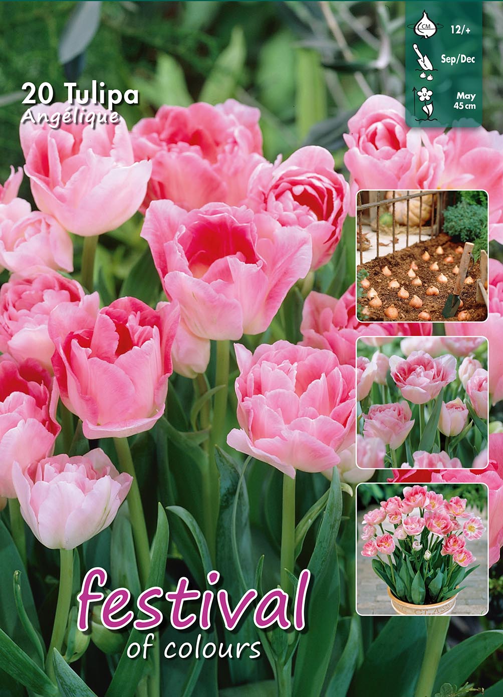 Tulipanløg - Tulipa Angelique 12/+ Big bag