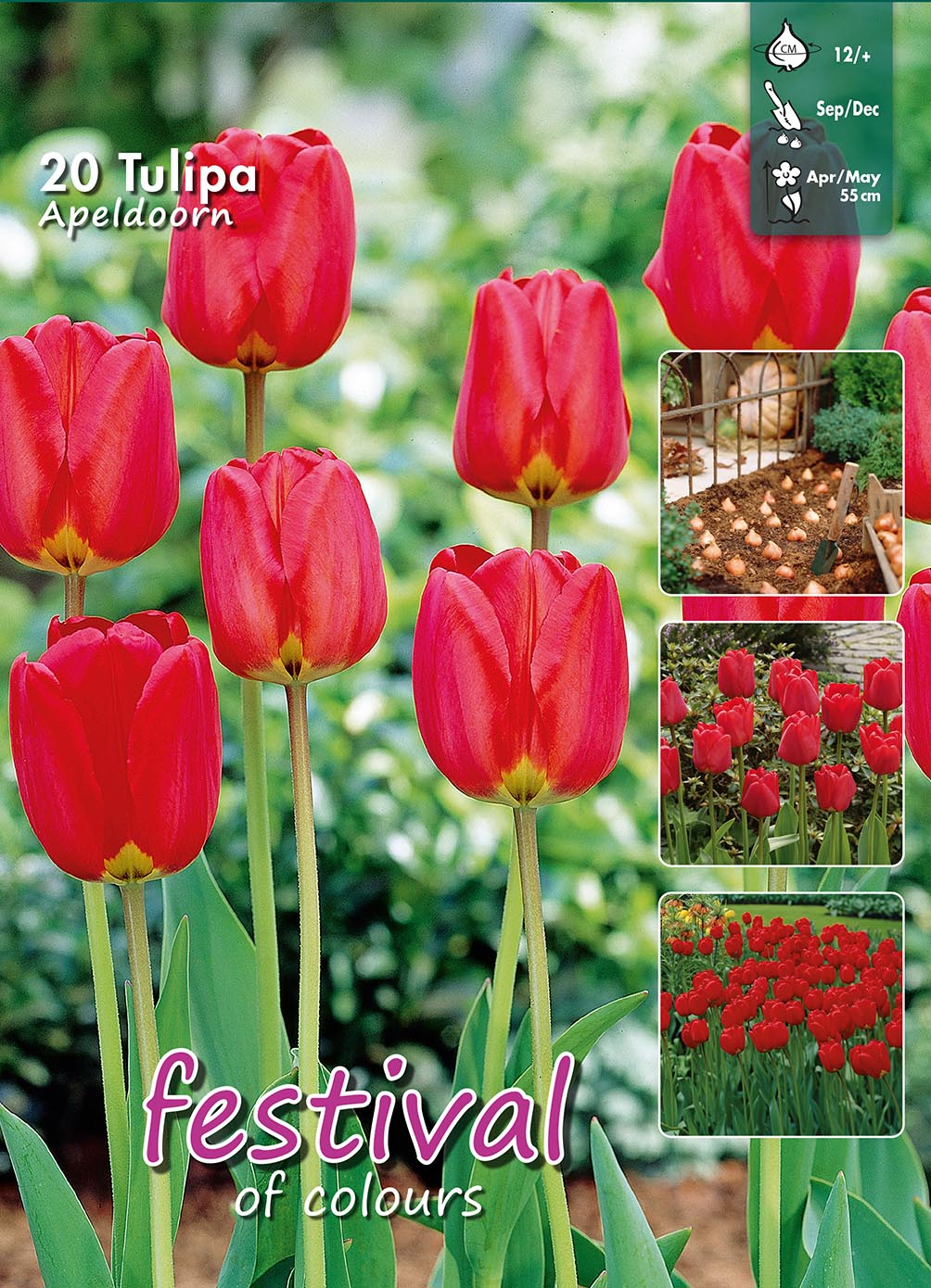 Tulipanløg - Tulipa Apeldoorn 12/+  Big bag