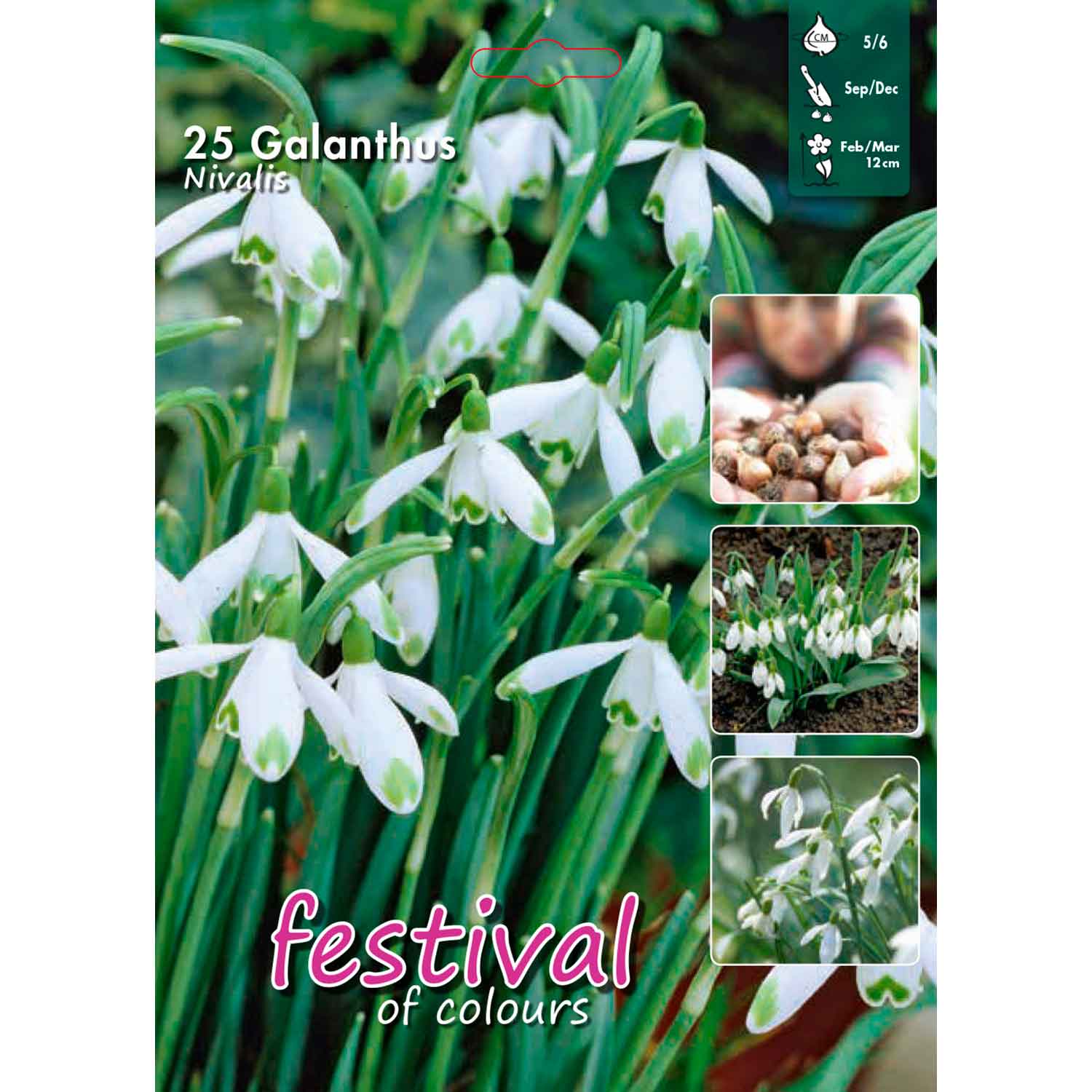 Vintergæk - Galanthus nivalis 5/6 - Big bag