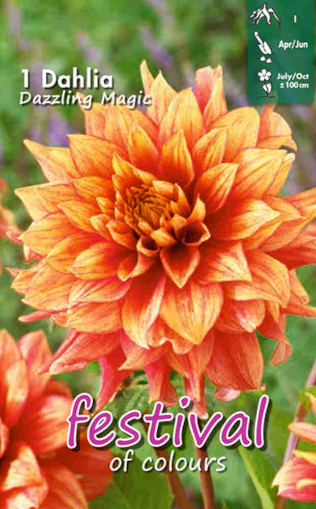 Dahlia Dazzling Magic Decorative