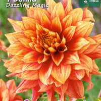 Dahlia Orange