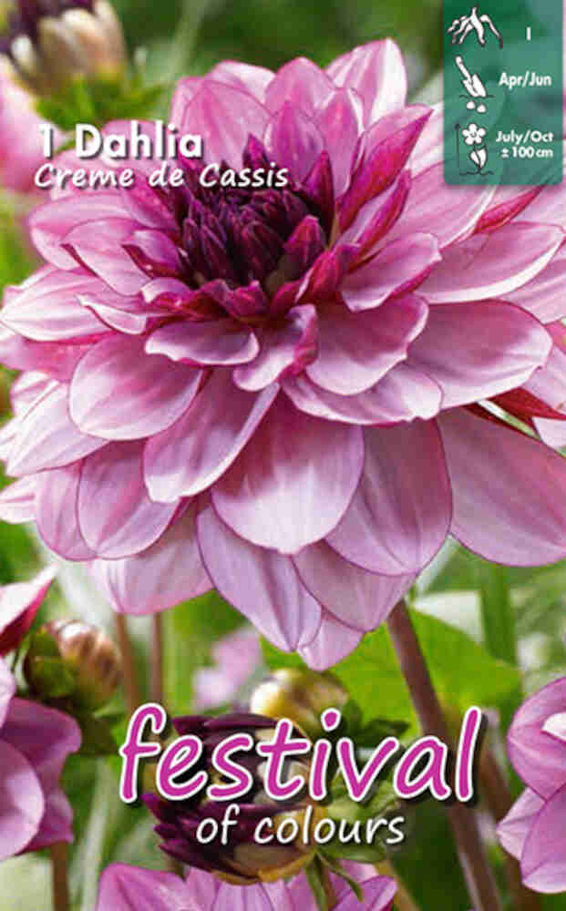 Dahlia Creme de Cassis Decorative