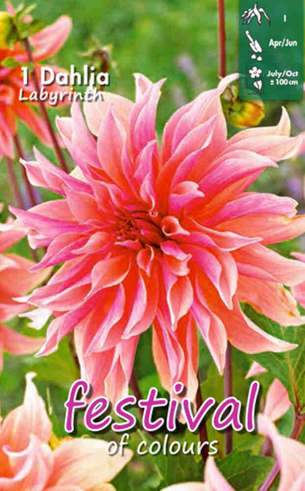 Dahlia Labyrinth Bouquet Collection 100cm Decorative Large-flowered