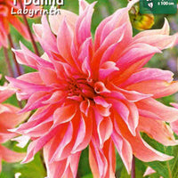 Dahlia Store hoveder