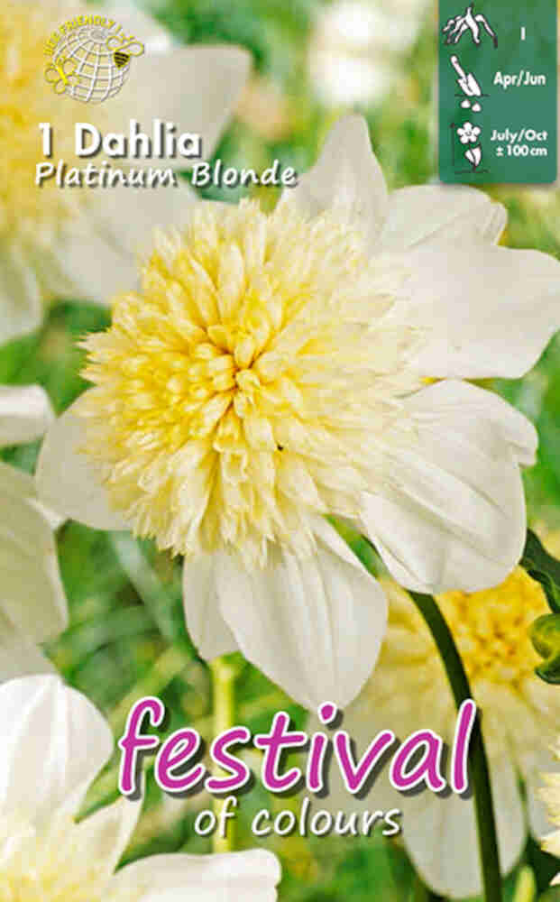 Dahlia Platinum Blonde - Anemone blomstret