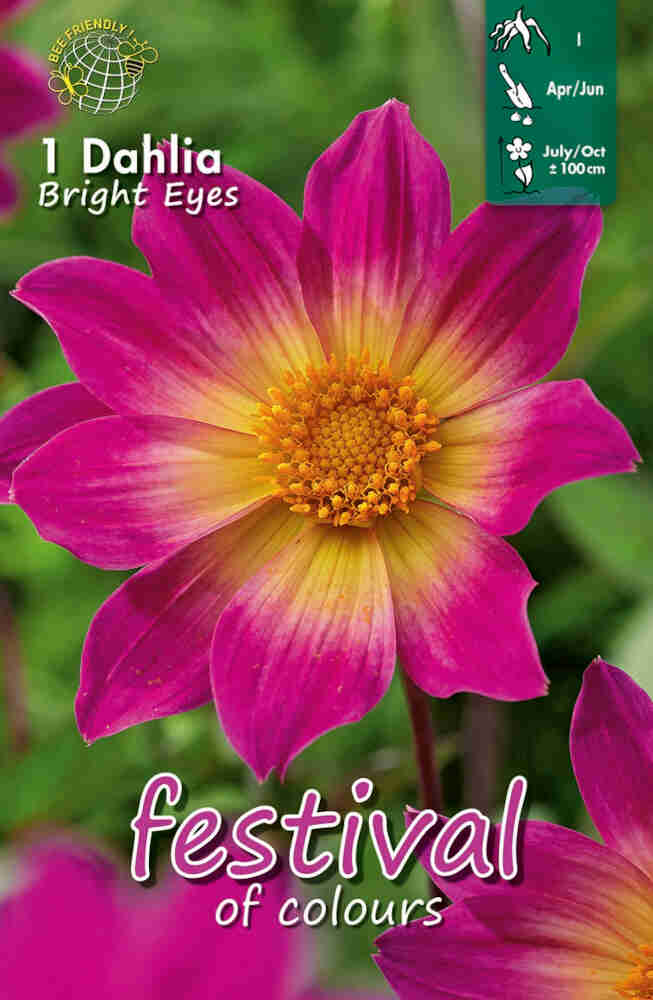 Dahlia 'Bright Eyes' - enkelt blomstret, NYHED