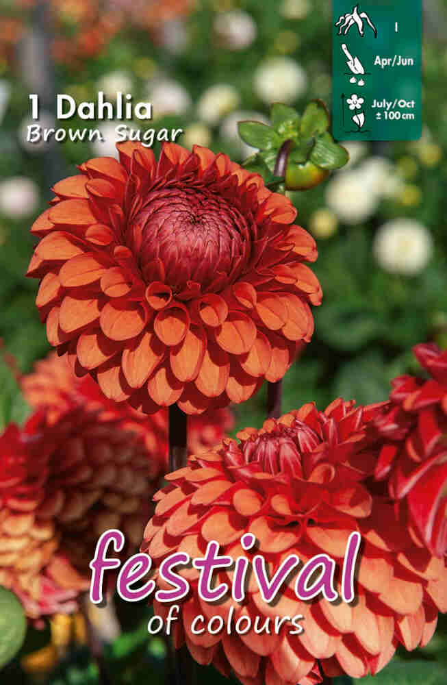 Dahlia Brown Sugar Ball, NYHED