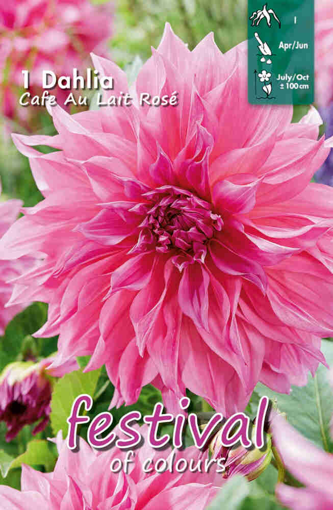 Dahlia Café Au Lait Rosé Large-flowered, NYHED