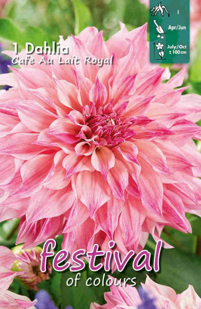 Dahlia Café Au Lait Bouquet Collection 100cm Decorative Large-flowered