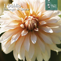 Dahlia Hvid & creme