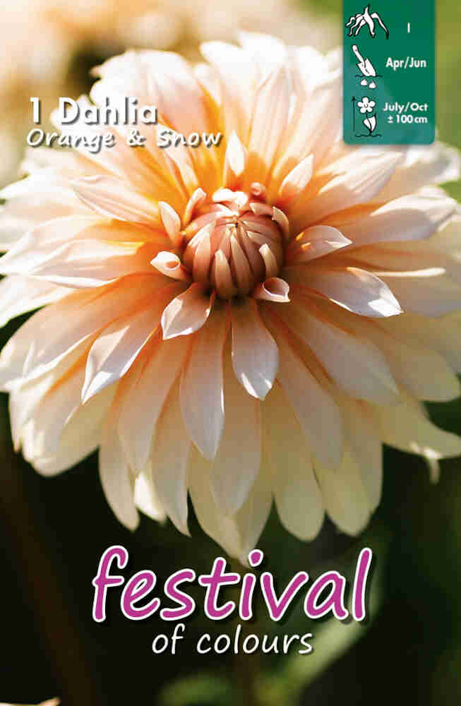 Dahlia Orange & Snow, Decorative