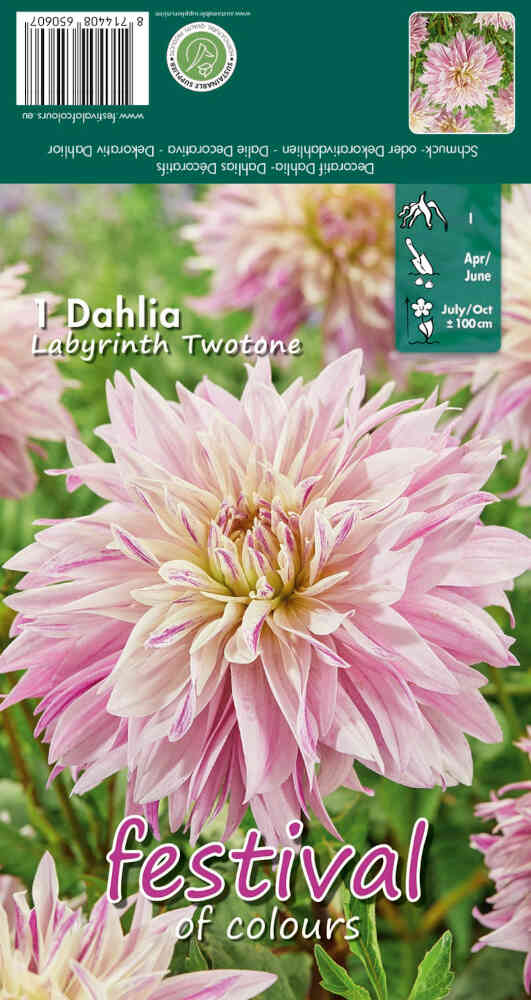 Dahlia Labyrinth Twotone Decorative - NYHED