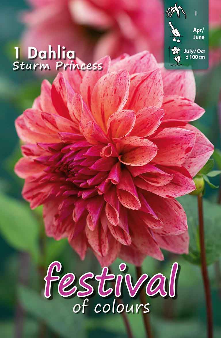 Dahlia Sturm Princess Decorative Medium-flowered